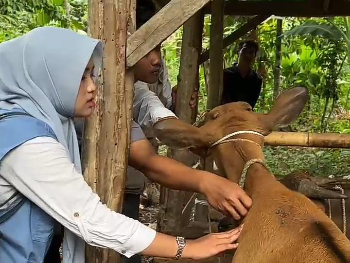 Pemberian Vaksinasi pada Ternak Sapi Dusun Lembok Lauk